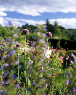 Summer Images in Meadows of Silence1.jpg